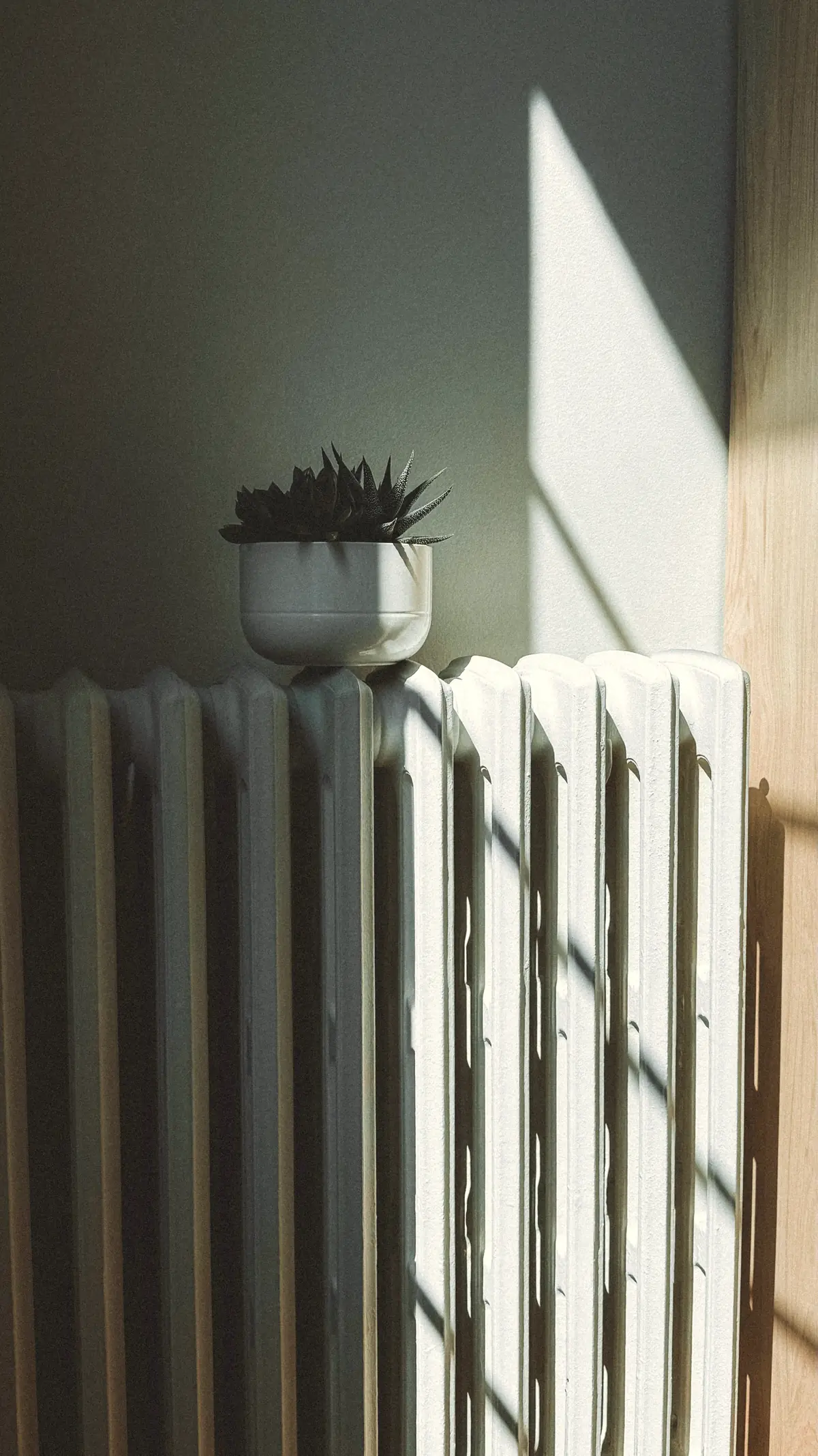 Radiator and plant in winter sunlight by a window